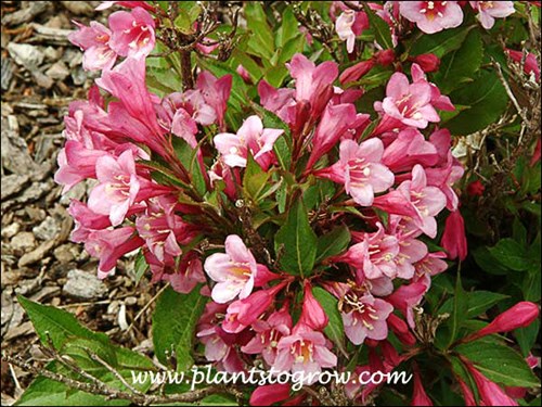 Minuet Weigela (Weigela florida)